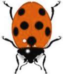 Ladybugs